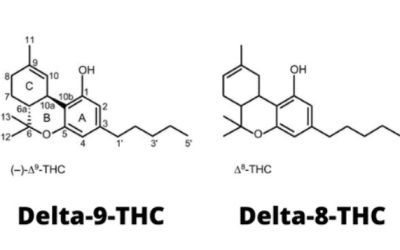 What is the Difference Between Delta 8 and Delta 9 THC? Explained!