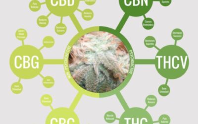 Title: What are Cannabinoids? A Comprehensive Guide to Cannabis Compounds
